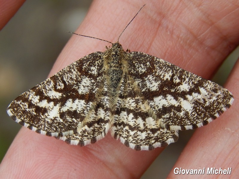 Heliomata glarearia...No, Ematurga atomaria